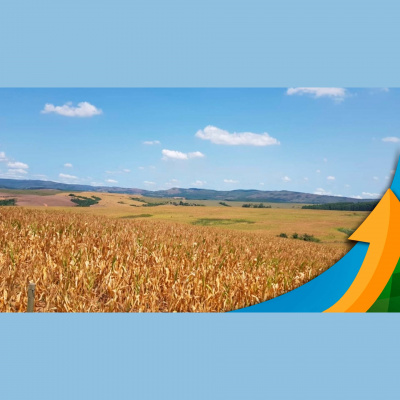 Notícias Agrícolas - Podcasts