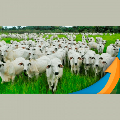 Notícias Agrícolas - Podcasts