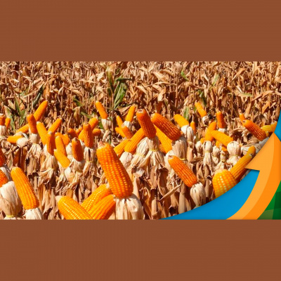 Notícias Agrícolas - Podcasts