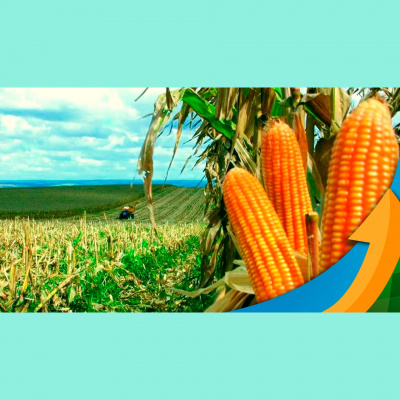 Notícias Agrícolas - Podcasts