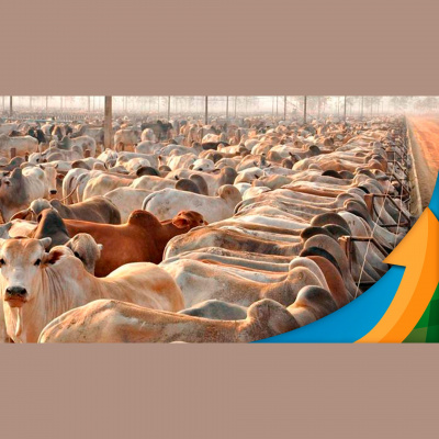 Notícias Agrícolas - Podcasts