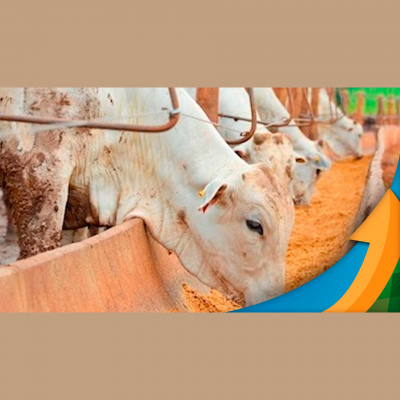 Notícias Agrícolas - Podcasts