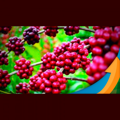 Notícias Agrícolas - Podcasts