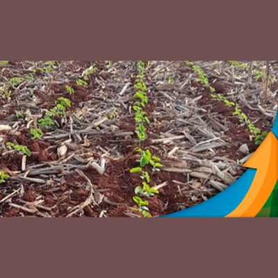 Notícias Agrícolas - Podcasts