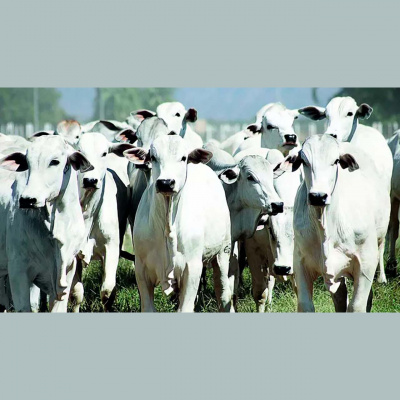 Notícias Agrícolas - Podcasts