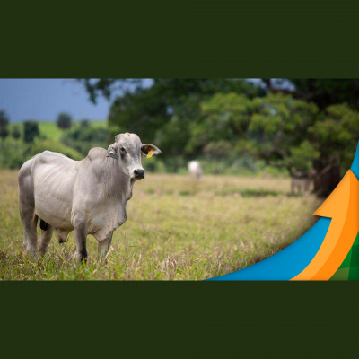 Notícias Agrícolas - Podcasts