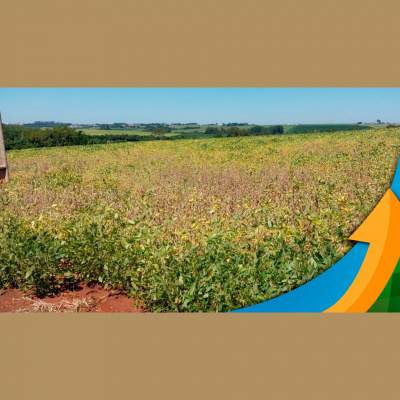 Notícias Agrícolas - Podcasts