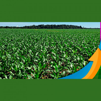 Notícias Agrícolas - Podcasts