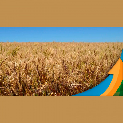 Notícias Agrícolas - Podcasts