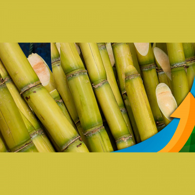 Notícias Agrícolas - Podcasts