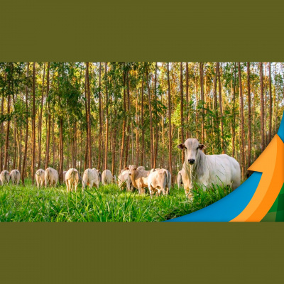 Notícias Agrícolas - Podcasts