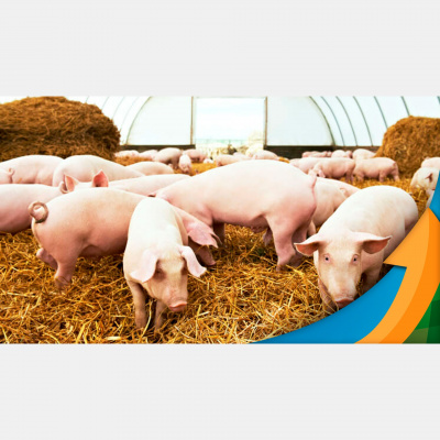 Notícias Agrícolas - Podcasts