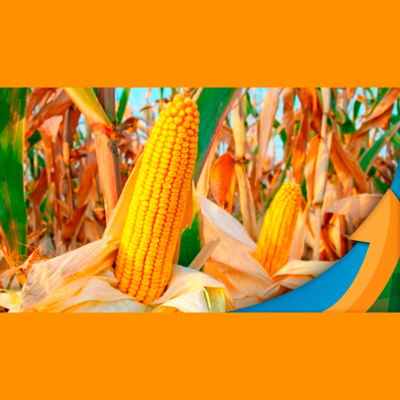 Notícias Agrícolas - Podcasts