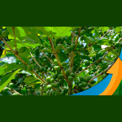 Notícias Agrícolas - Podcasts