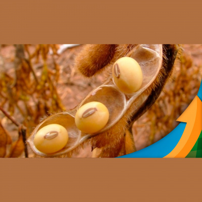 Notícias Agrícolas - Podcasts