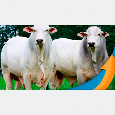 Notícias Agrícolas - Podcasts