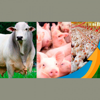 Notícias Agrícolas - Podcasts