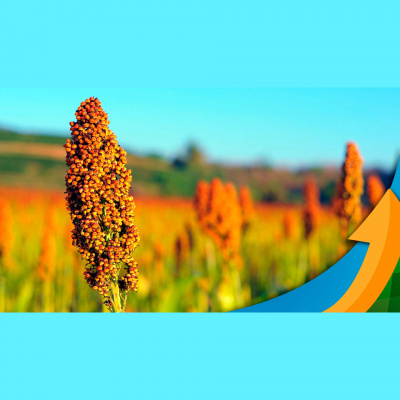 Notícias Agrícolas - Podcasts