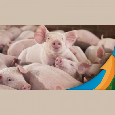 Notícias Agrícolas - Podcasts