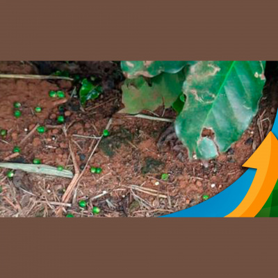 Notícias Agrícolas - Podcasts