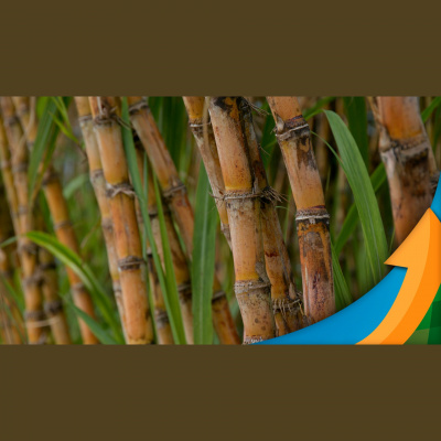 Notícias Agrícolas - Podcasts