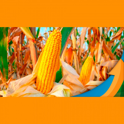 Notícias Agrícolas - Podcasts