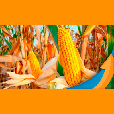 Notícias Agrícolas - Podcasts