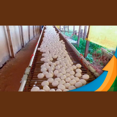 Notícias Agrícolas - Podcasts