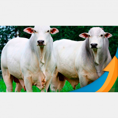 Notícias Agrícolas - Podcasts