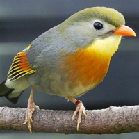 O Rei, O Camponês E O Rouxinol