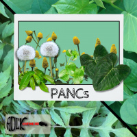 Plantas Alimentícias Não Convencionais (S12E41)