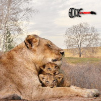 Cuidado Parental (S13E08)