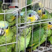 Biopirataria e Tráfico Animal (S13E11)