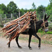 Episodio 44 -El uso de las imágenes en la Biografía Humana - El burro de carga