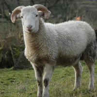 S02 E09 - Bakra Eid, Our Father Abraham  Beef Bans