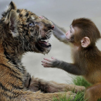 S02 E15 - Protestus Interruptus