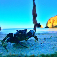 Pense na lagosta e nos outros