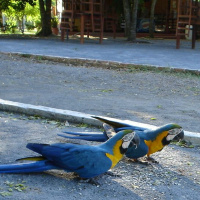 PIO 11 - Articulação política do governo Bolsonaro