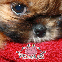 Se Eu Fosse Você #064 - ProblematizaCÃO