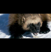 Ep 155 - Playing with a Pet Wolverine?