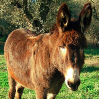 Episódio 125 cor de burro quando foge