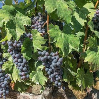 Episódio 41 muita parra e pouca uva