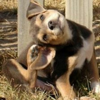 Episódio 82 ter uma pulga atrás da orelha