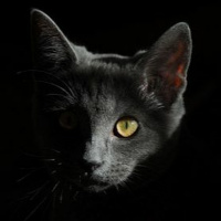 Episódio 40 de noite todos os gatos são pardos