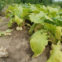 Episódio 93 não se pode ter sol na eira e chuva no nabal