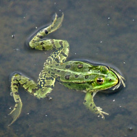 Episódio 75 engolir sapos