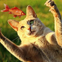 Episódio 47 quem não tem cão