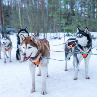 Episódio 142 trabalhar que nem um cão