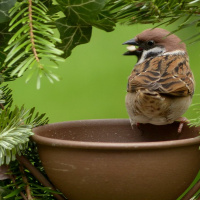 Episódio 70 pelo Natal, passadinha de pardal