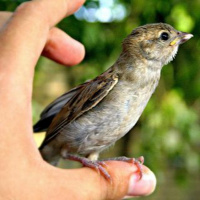 Episódio 42 mais vale um pássaro na mão